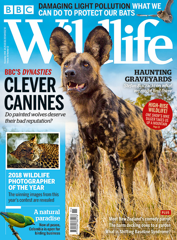 BBC Wildlife - DLT Ireland Magazine Subscription